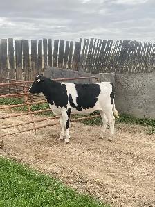 Calves for Sale - Photo 4