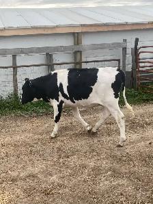 Calves for Sale - Photo 5