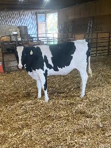 Calves for Sale - Photo 6