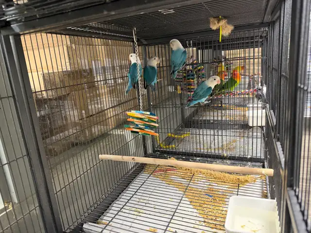 Blue Opaline Fischer Lovebirds