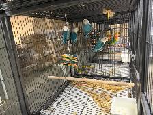 Blue Opaline Fischer Lovebirds