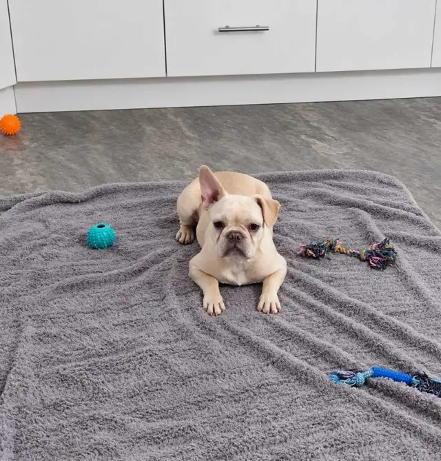 6 months old French bulldog CKC registered