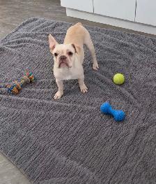 6 months old French bulldog CKC registered - Photo 2