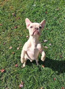 6 months old French bulldog CKC registered - Photo 3