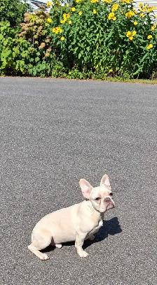 6 months old French bulldog CKC registered - Photo 4