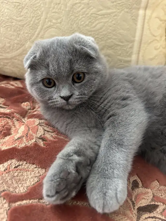 Scottish Fold and Scottish Straight kittens CCA/AFC registered