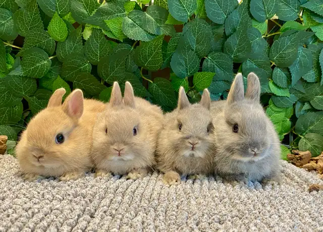 Purebred Netherland Dwarf Bunnies