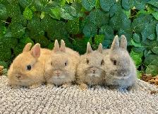 Purebred Netherland Dwarf Bunnies