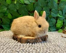 Purebred Netherland Dwarf Bunnies - Photo 2
