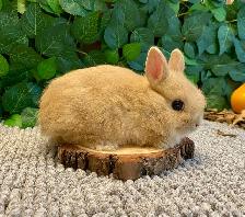 Purebred Netherland Dwarf Bunnies - Photo 3