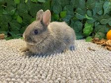 Purebred Netherland Dwarf Bunnies - Photo 4