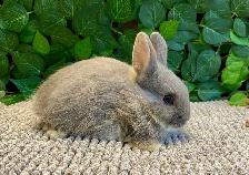 Purebred Netherland Dwarf Bunnies - Photo 5