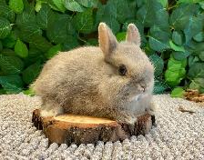 Purebred Netherland Dwarf Bunnies - Photo 6