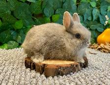 Purebred Netherland Dwarf Bunnies - Photo 7