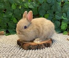 Purebred Netherland Dwarf Bunnies - Photo 8