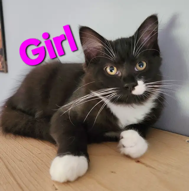 Beautiful Female Ragdoll kitten, Looking for her FUREVER Home.