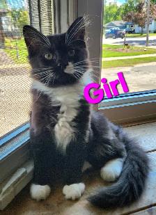 Beautiful Female Ragdoll kitten, Looking for her FUREVER Home. - Photo 2