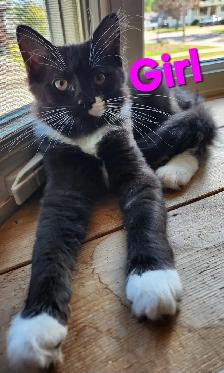 Beautiful Female Ragdoll kitten, Looking for her FUREVER Home. - Photo 3