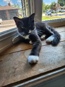 Beautiful Female Ragdoll kitten, Looking for her FUREVER Home. - Photo 6