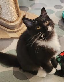 Beautiful Female Ragdoll kitten, Looking for her FUREVER Home. - Photo 7