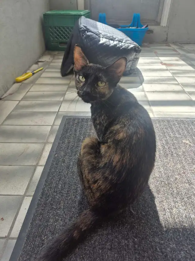 female cat for rehoming
