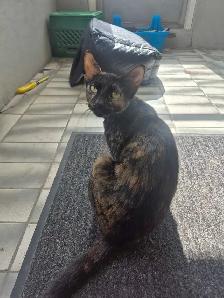 female cat for rehoming