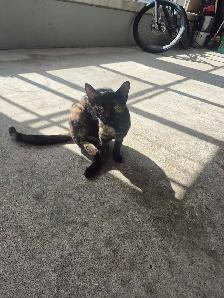 female cat for rehoming - Photo 2