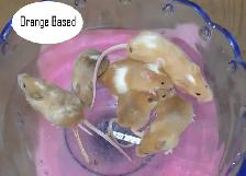 Fancy Mice, Female - pets or breeding