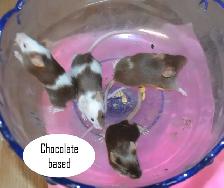Fancy Mice, Female - pets or breeding - Photo 2