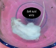 Fancy Mice, Female - pets or breeding - Photo 3
