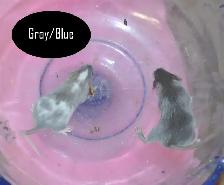 Fancy Mice, Female - pets or breeding - Photo 4