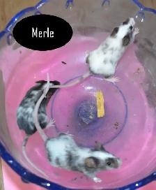 Fancy Mice, Female - pets or breeding - Photo 5