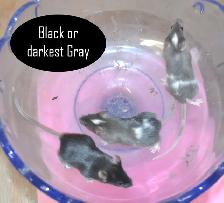Fancy Mice, Female - pets or breeding - Photo 6