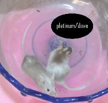 Fancy Mice, Female - pets or breeding - Photo 7