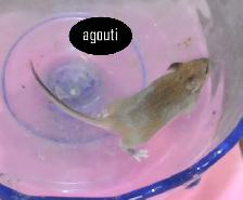 Fancy Mice, Female - pets or breeding - Photo 8