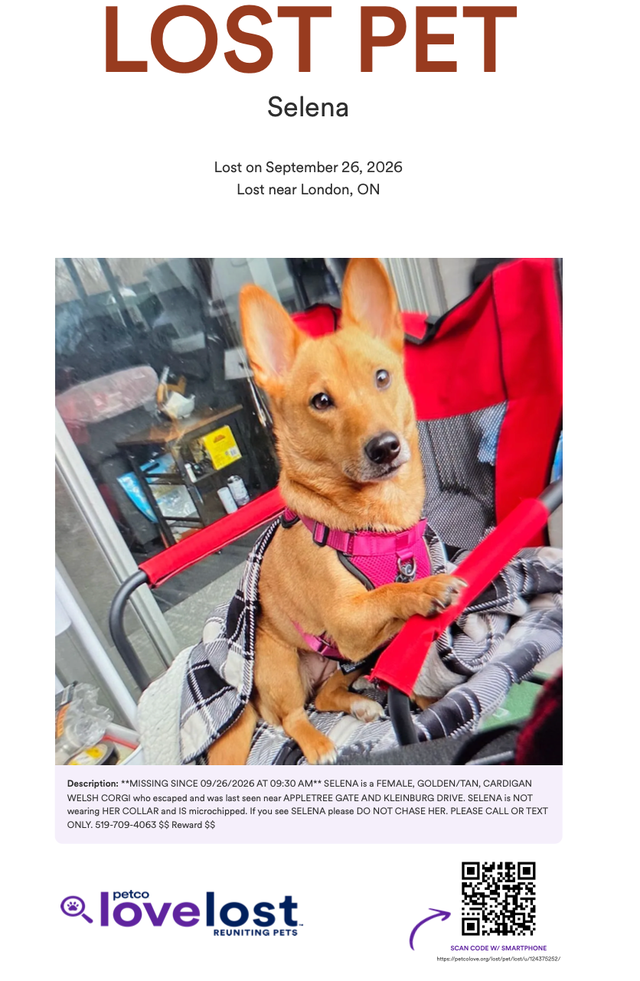 LOST PET - GOLDEN/TAN/CARDIGAN WELSH COR / FEMALE - $ Reward $