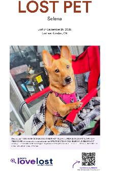 LOST PET - GOLDEN/TAN/CARDIGAN WELSH COR / FEMALE - $ Reward $