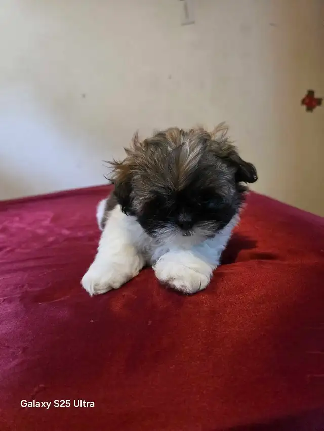 shih tzu