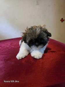 shih tzu
