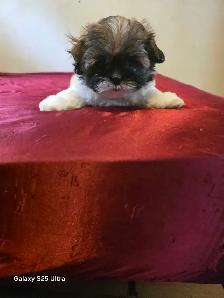 shih tzu - Photo 2