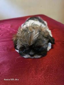 shih tzu - Photo 3