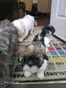 shih tzu - Photo 4