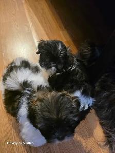 shih tzu - Photo 5