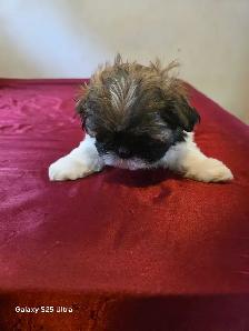 shih tzu - Photo 6