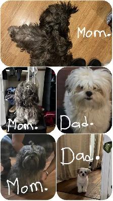 shih tzu - Photo 7