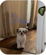 shih tzu - Photo 8