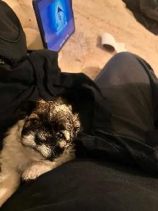 shih tzu - Photo 9