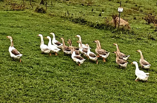 GEESE FOR SALE