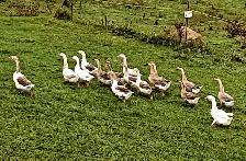 GEESE FOR SALE
