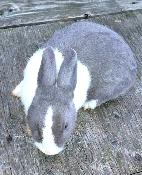 Dutch Bunnies - Photo 2